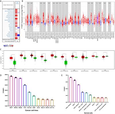 YTHDF1 Is a Potential Pan-Cancer Biomarker for Prognosis and Immunotherapy